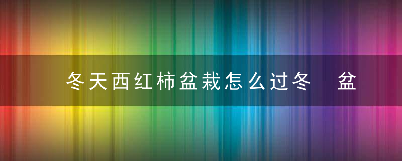 冬天西红柿盆栽怎么过冬 盆栽西红柿冬天怎么过